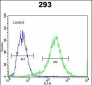 CTNNB1 Antibody (C-term)