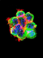 CTNNB1 Antibody (C-term)