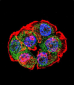 CTNNB1 Antibody (C-term)