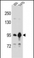 CTNNB1 Antibody (C-term)