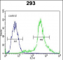 CTNNB1 Antibody (N-term)