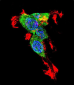 CTNNB1 Antibody (N-term)