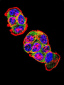 CTNNB1 Antibody (N-term)