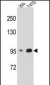 CTNNB1 Antibody (N-term)