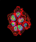 SRC Antibody (N-term)