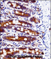 SRC Antibody (N-term)