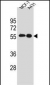 SRC Antibody (N-term)