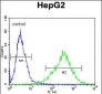 CD138 Antibody