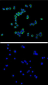 CD138 Antibody