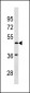 SGCE Antibody (C-term)