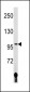 LIG4 Antibody (N-term)