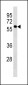 KISS1R Antibody (Center)