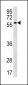 PLXDC2 Antibody (N-term)