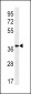 OXGR1 Antibody (C-term)