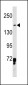 LMO7 Antibody (Center)