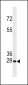 Bcl-2 Antibody (Center Ser70)