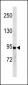 Stat3 Antibody (C-term Tyr705) 