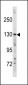 TSC1 Antibody (Center T417)