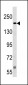 TSC2 Antibody (Center S1385/S1386)