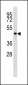 TP53 Antibody (C-term)