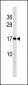 HIST1H3/2H3/3H3/H3F3 Antibody (C-term)