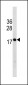 HIST1H3/2H3/3H3/H3F3 Antibody (C-term)