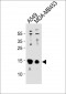 TXN Antibody (C-term)