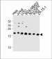 ICT1 Antibody (C-term)