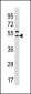 SNX5 Antibody (N-term)