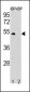 CCNB1 Antibody (N-term S9)