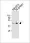 M CCNB1 Antibody (Center S123/S125)