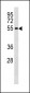 CCNB1 Antibody (Center S126/S128)