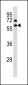 CCNB1 Antibody (Center Y177)