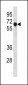 CCNB1 Antibody (C-term T321)