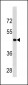 CCNB2 Antibody (Center S204)