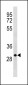 CCND3 Antibody (C-term S274)