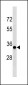 CCND3 Antibody (C-term S274)