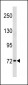 SYN1 Antibody (C-term)