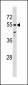 CHEK1 Antibody (Center S296)