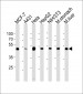 ENO1 Antibody