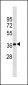 FN3K Antibody (N-term)(Ascites)