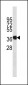 ANXA1 Antibody (Ascites)