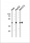 TBP Antibody