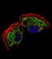 TFAM Antibody (C-term)