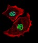 USF1 Antibody (Center)