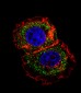 ESR1 isoform1 Antibody(C-term)