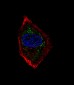 NeuroD1 Antibody (N-term)