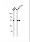 C1GALT1 Antibody (Center)