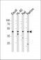 LILRA3 Antibody (C-term)