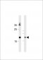FAM159A Antibody (Center)